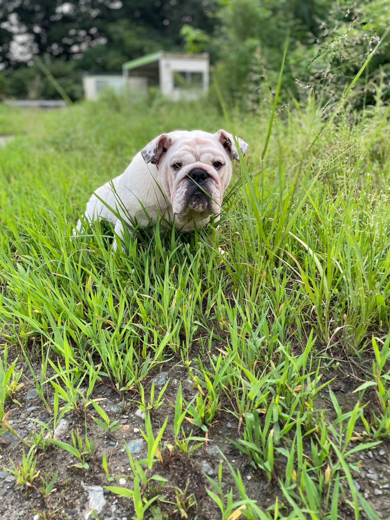 ブルドッグのミルクちゃん。女の子。2023年8月22日の日記。写真1