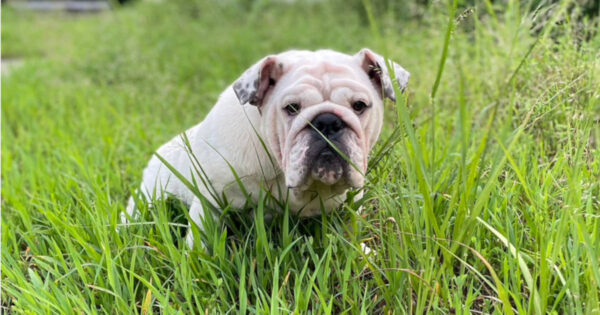 ブルドッグのミルクちゃん。女の子。2023年8月22日の日記。サムネイル