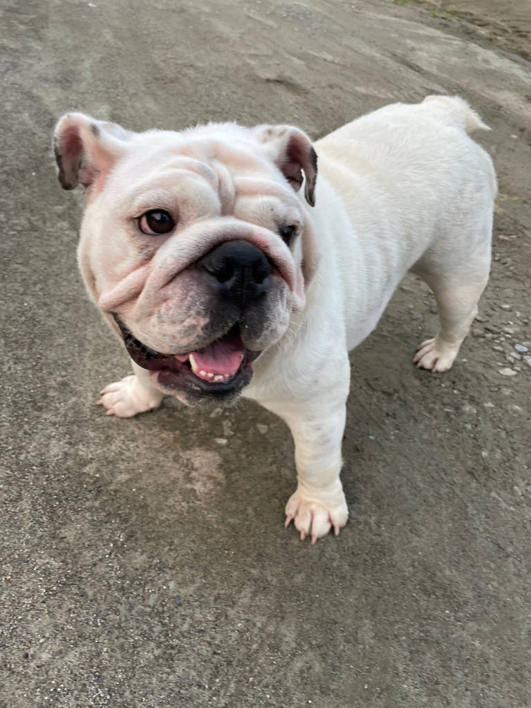 ブルドッグのミルクちゃん。女の子。2023年8月22日の日記。写真3