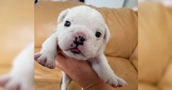 ブルドッグ、女の子、2023年8月2日産まれ、ミルクちゃんの仔、サムネイル