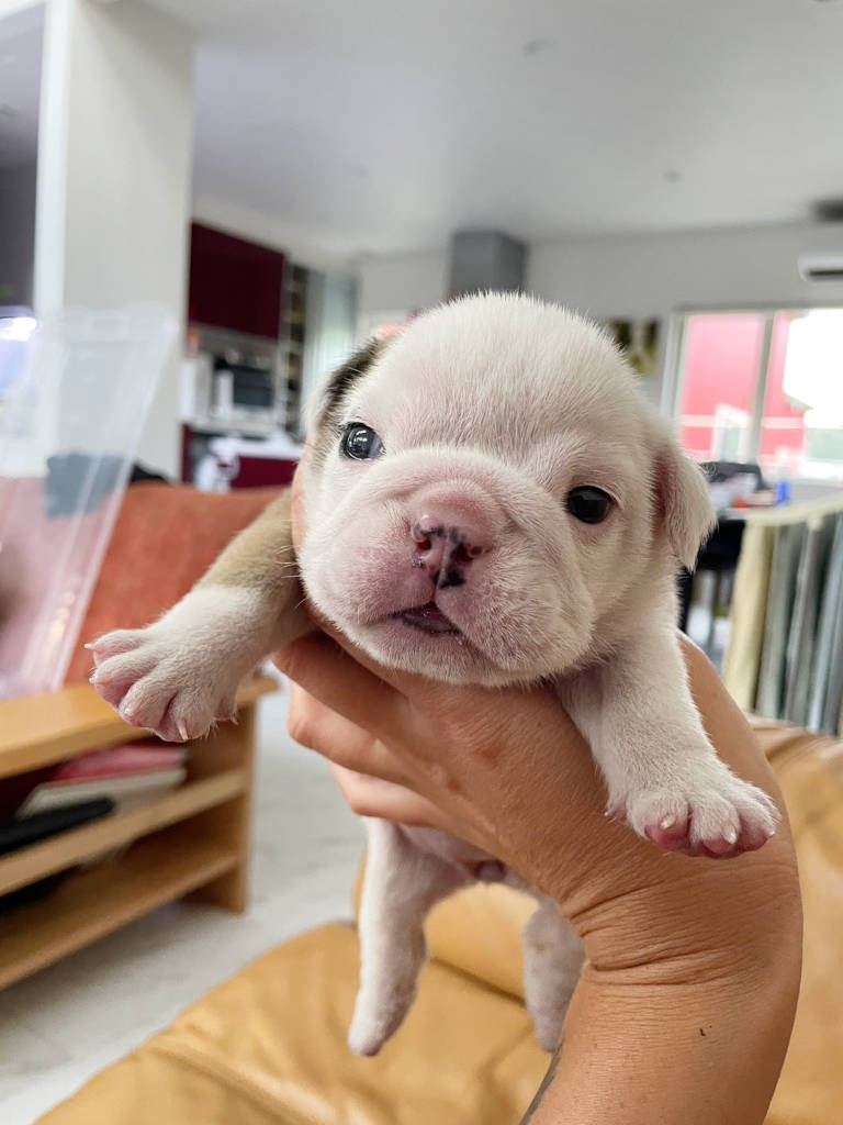 ブルドッグ、女の子、2023年8月2日産まれ、ミルクちゃんの仔、お顔、子犬2