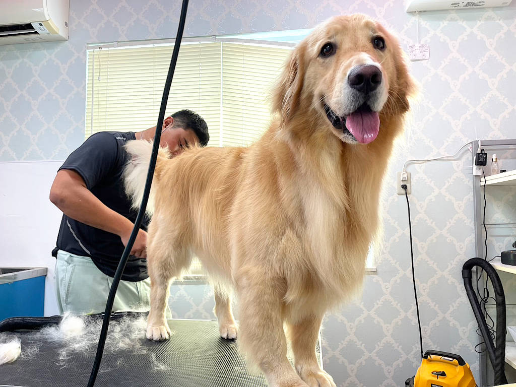 ゴールデンレトリーバー、シャンプーしました。サムネイル