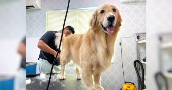 ゴールデンレトリーバー、シャンプーしました。サムネイル