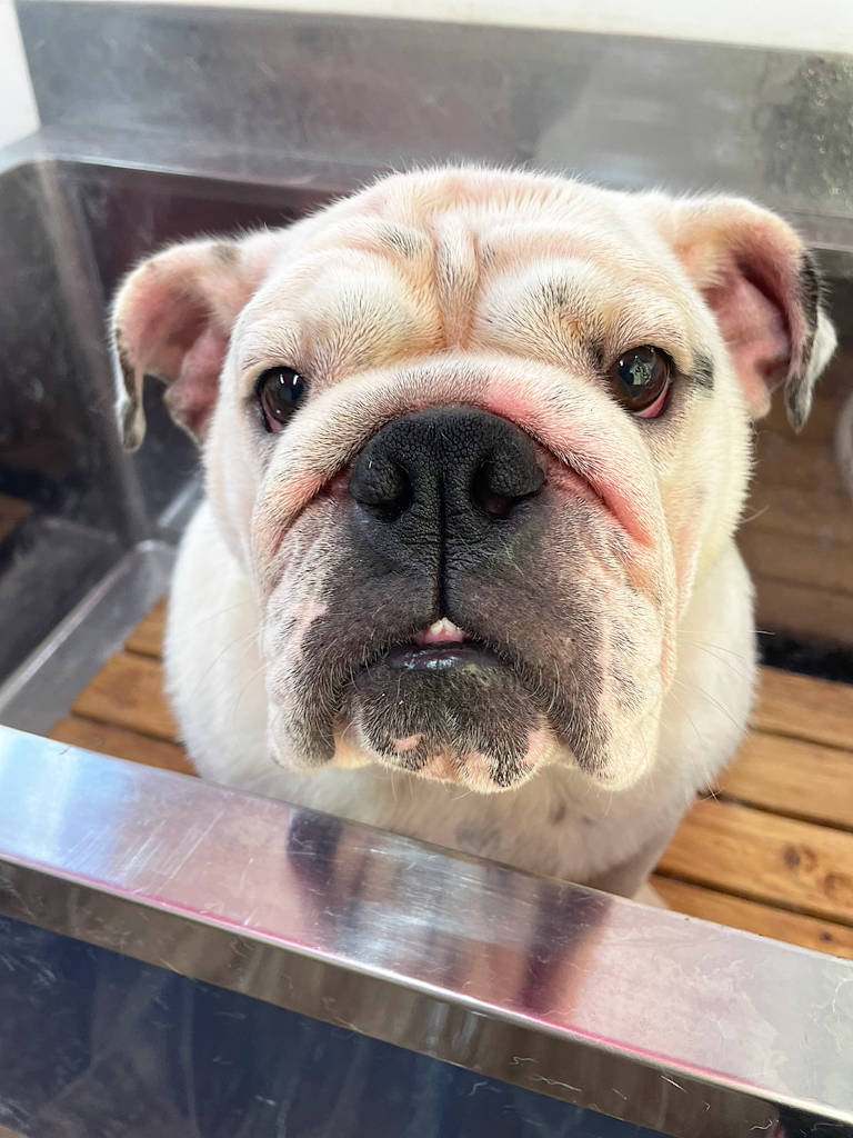 イングリッシュブルドッグのミルクちゃん、シャンプーしました。