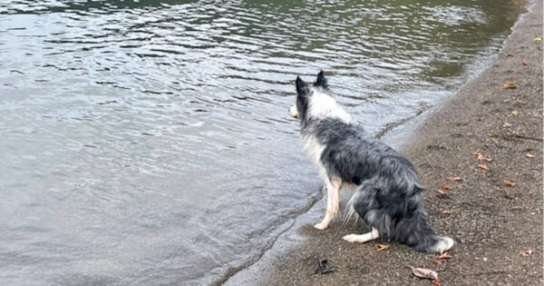 ボーダーコリーのミクちゃん、毎年恒例のお盆キャンプで、泳いできました。サムネイル