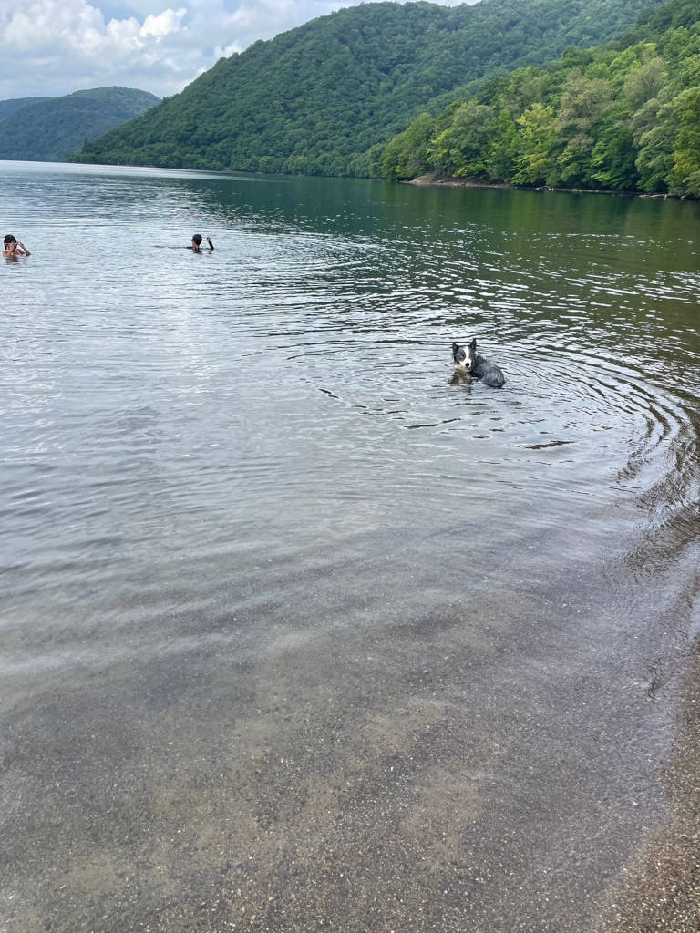 ボーダーコリーのミクちゃん、毎年恒例のお盆キャンプで、泳いできました。その２