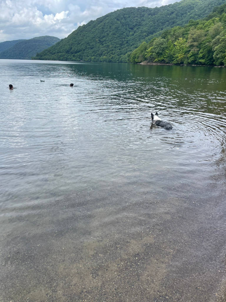 ボーダーコリーのミクちゃん、毎年恒例のお盆キャンプで、泳いできました。その３