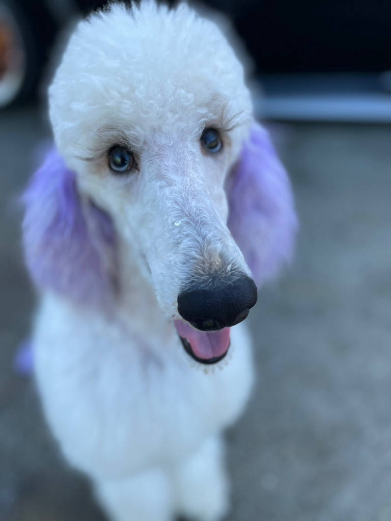 スタンダードプードル（スタンプー）のマシュー君、男の子、トリミングしました。その２