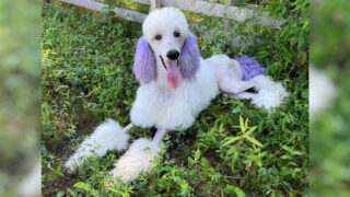 スタンプーのマシュー君トリミングしました。