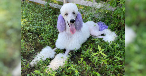 スタンダードプードル（スタンプー）のマシュー君、男の子、トリミングしました。サムネイル