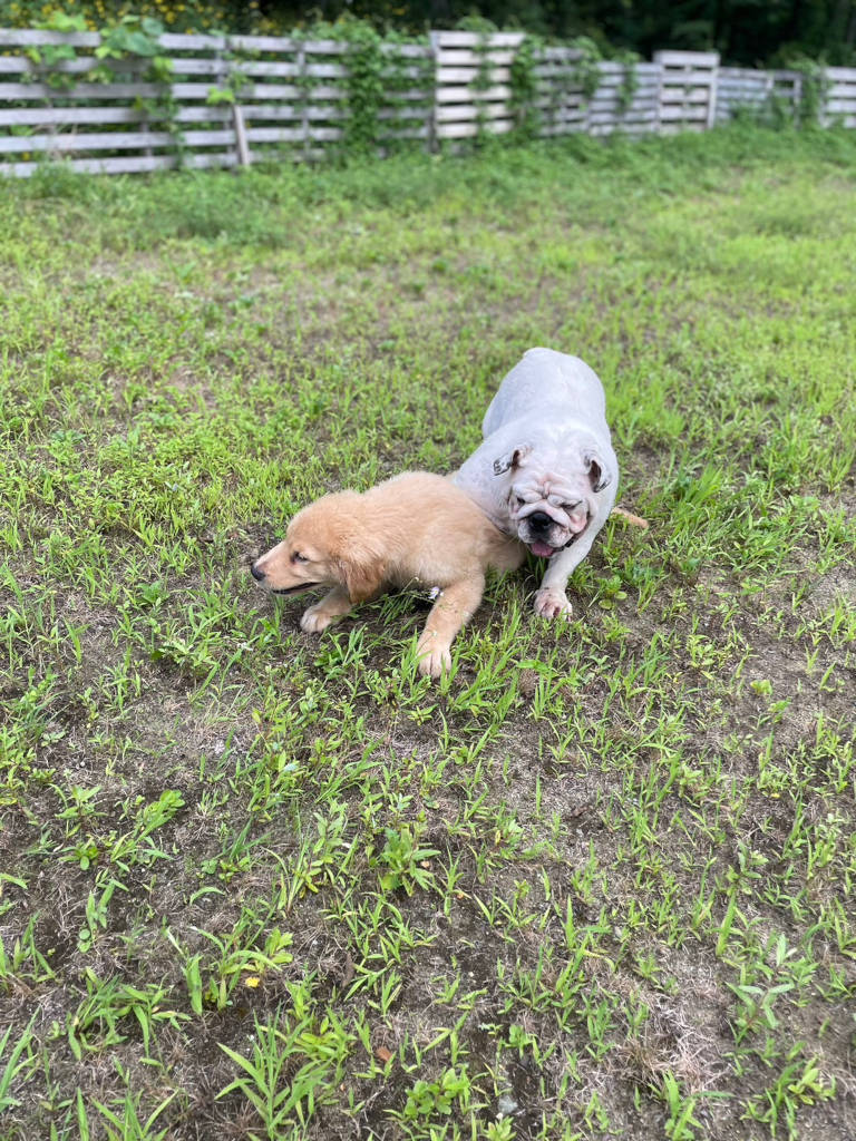 イングリッシュブルドッグとゴールデンレトリーバーの二人は暑い中元気に遊んでます。その２