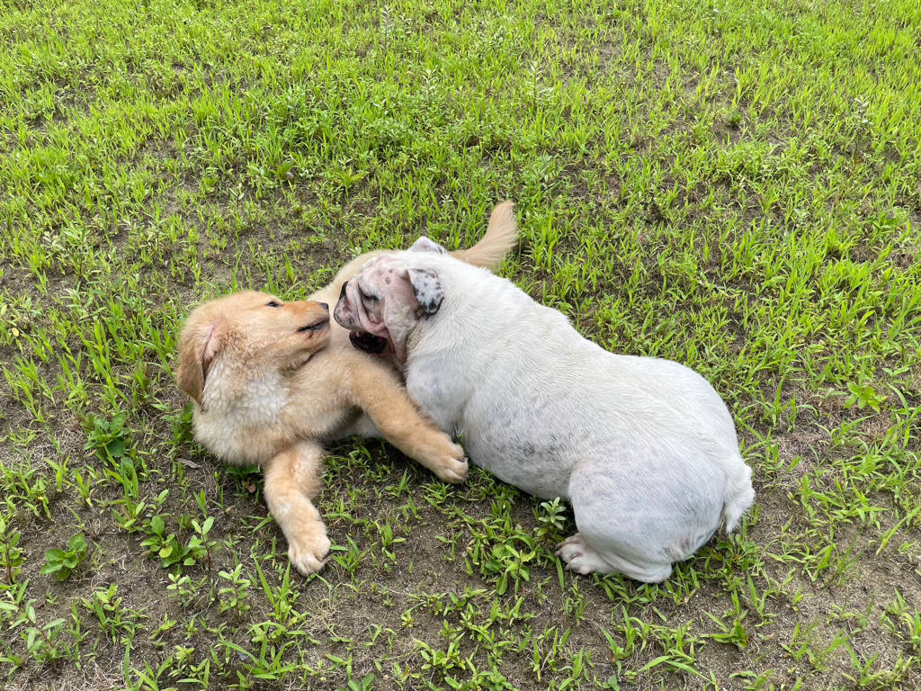 イングリッシュブルドッグとゴールデンレトリーバーの二人は暑い中元気に遊んでます。その１