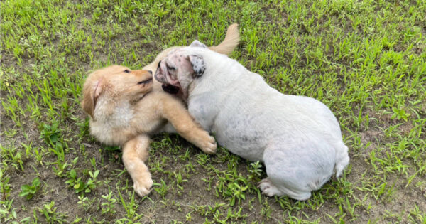 イングリッシュブルドッグとゴールデンレトリーバーの二人は暑い中元気に遊んでます。サムネイル