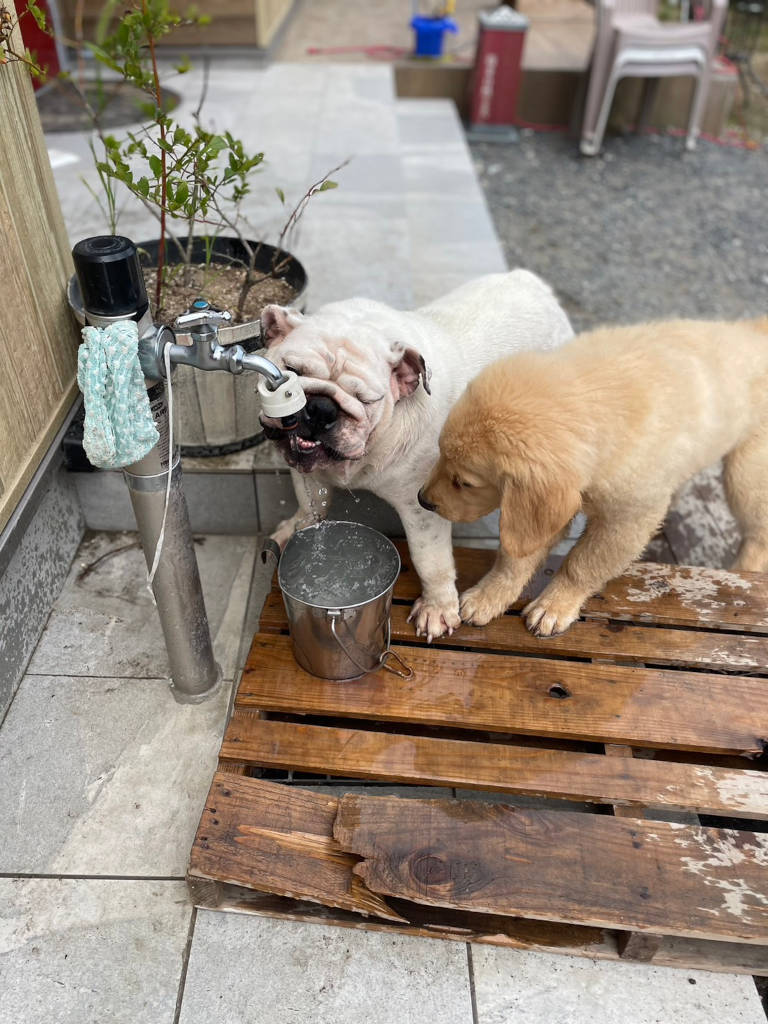 イングリッシュブルドッグとゴールデンレトリーバーの二人は暑い中元気に遊んでます。その３