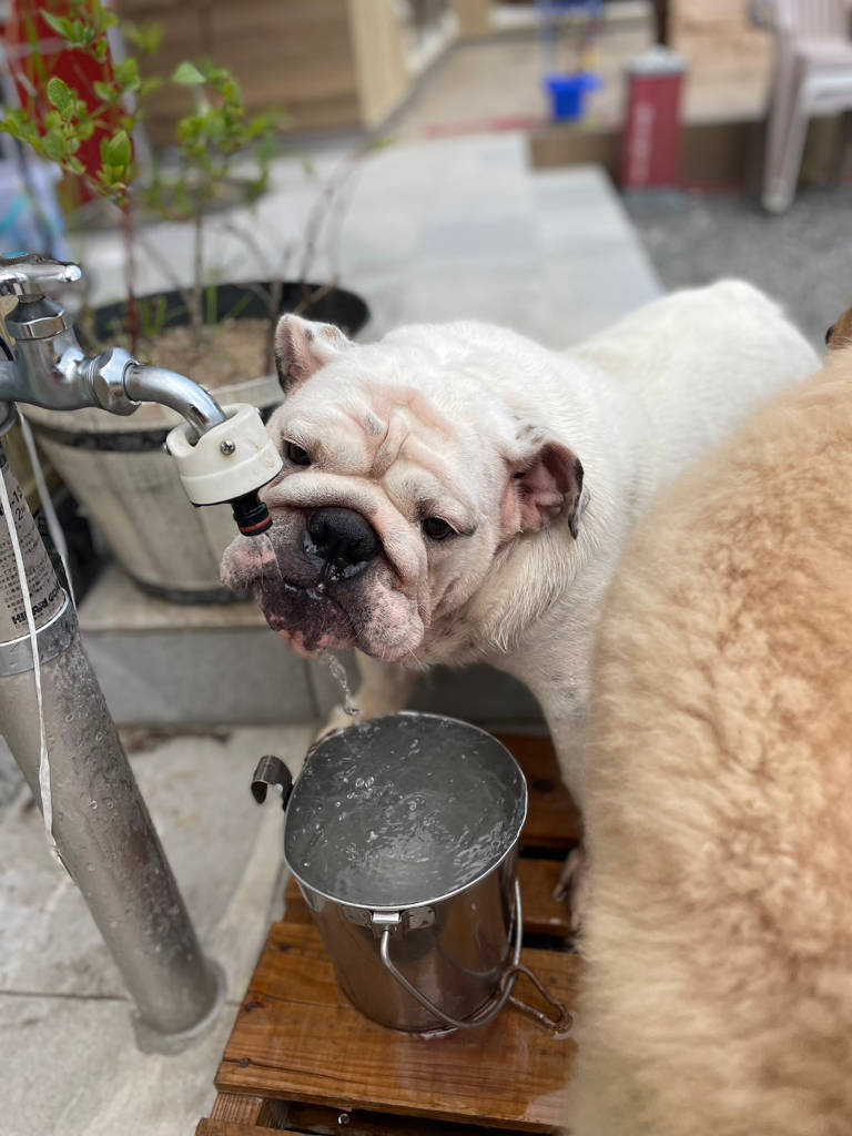 イングリッシュブルドッグとゴールデンレトリーバーの二人は暑い中元気に遊んでます。その４