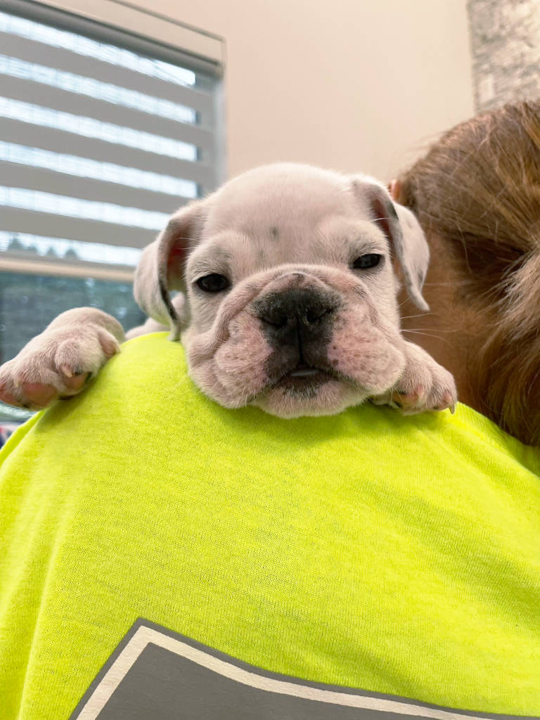 イングリッシュブルドッグ子犬販売、女の子（牝）、ブリンドル、2023年8月5日産まれ、抱っこ、お顔