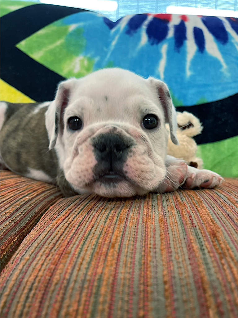 イングリッシュブルドッグ子犬販売、女の子（牝）、ブリンドル、2023年8月5日産まれ、お顔1