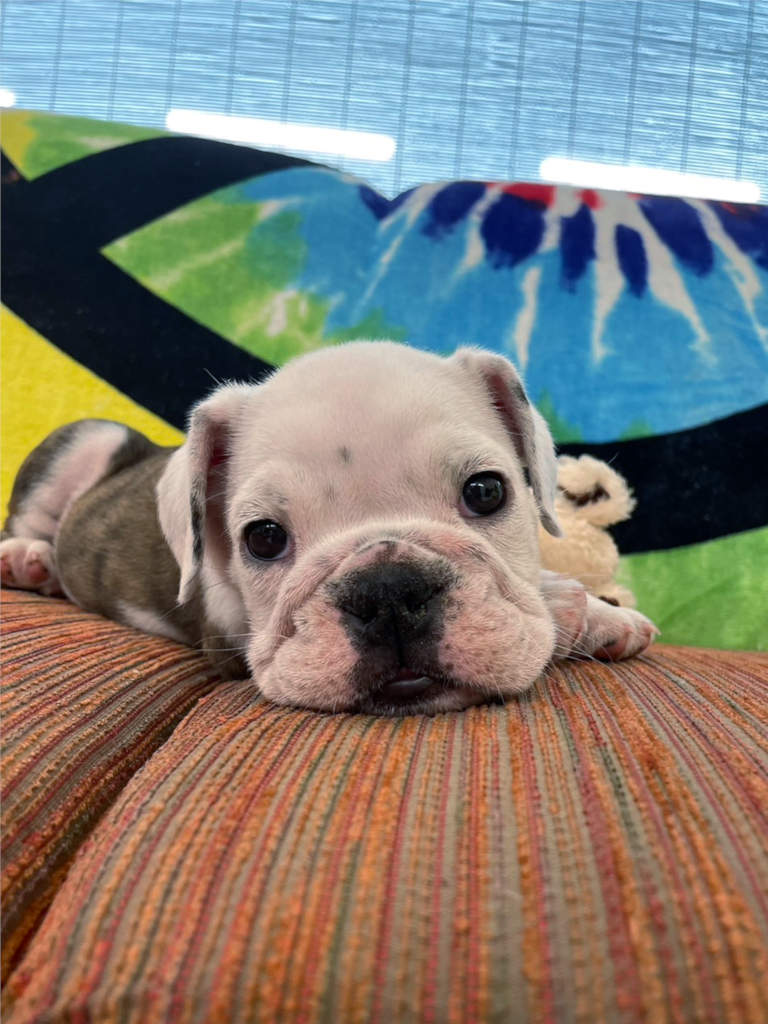 イングリッシュブルドッグ子犬販売、女の子（牝）、ブリンドル、2023年8月5日産まれ、お顔2