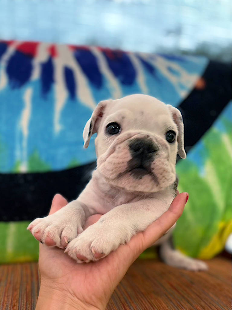 イングリッシュブルドッグ子犬販売、女の子（牝）、ブリンドル、2023年8月5日産まれ、お顔3