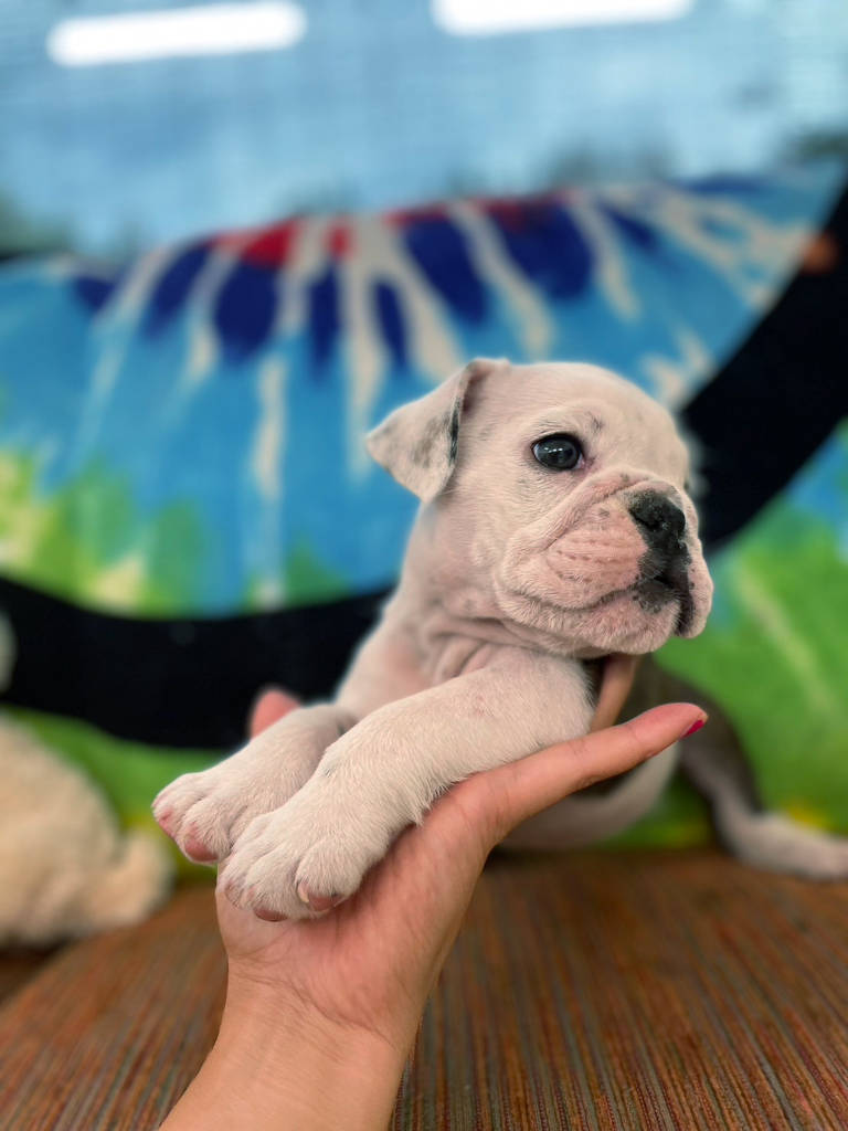 イングリッシュブルドッグ子犬販売、女の子（牝）、ブリンドル、2023年8月5日産まれ、横顔