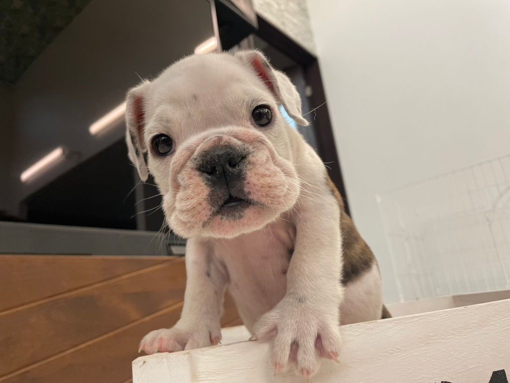 イングリッシュブルドッグ子犬販売、女の子（牝）、ブリンドル、2023年8月5日産まれ、立ち姿、お顔4