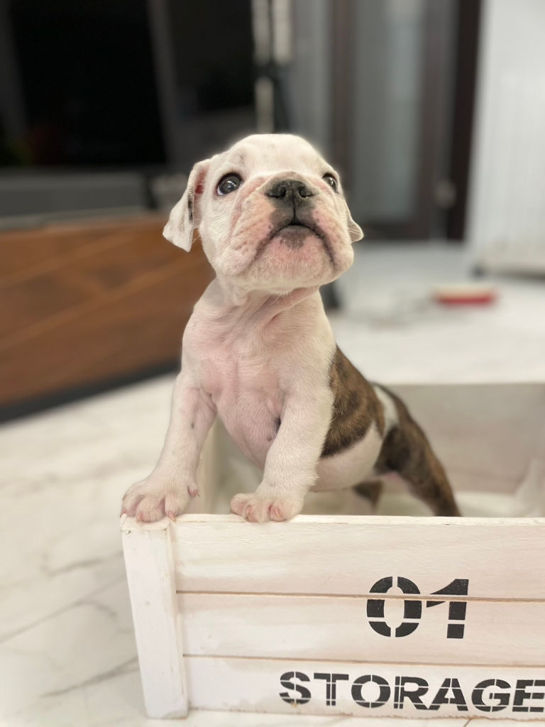 イングリッシュブルドッグ子犬販売、女の子（牝）、ブリンドル、2023年8月5日産まれ、立ち姿