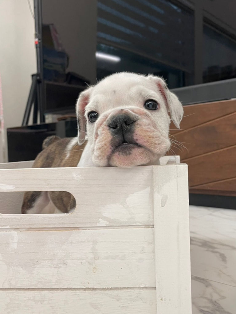 イングリッシュブルドッグ子犬販売、女の子（牝）、ブリンドル、2023年8月5日産まれ、立ち姿、お顔5