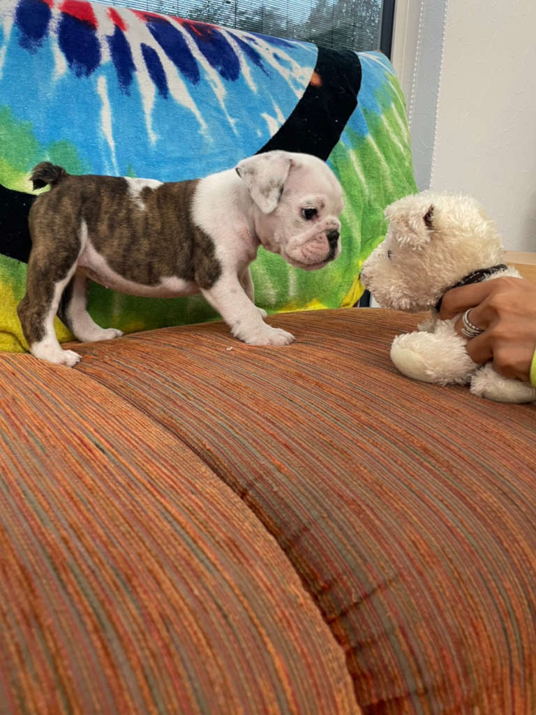 イングリッシュブルドッグ子犬販売、女の子（牝）、ブリンドル、2023年8月5日産まれ、立ち姿、にらめっこ