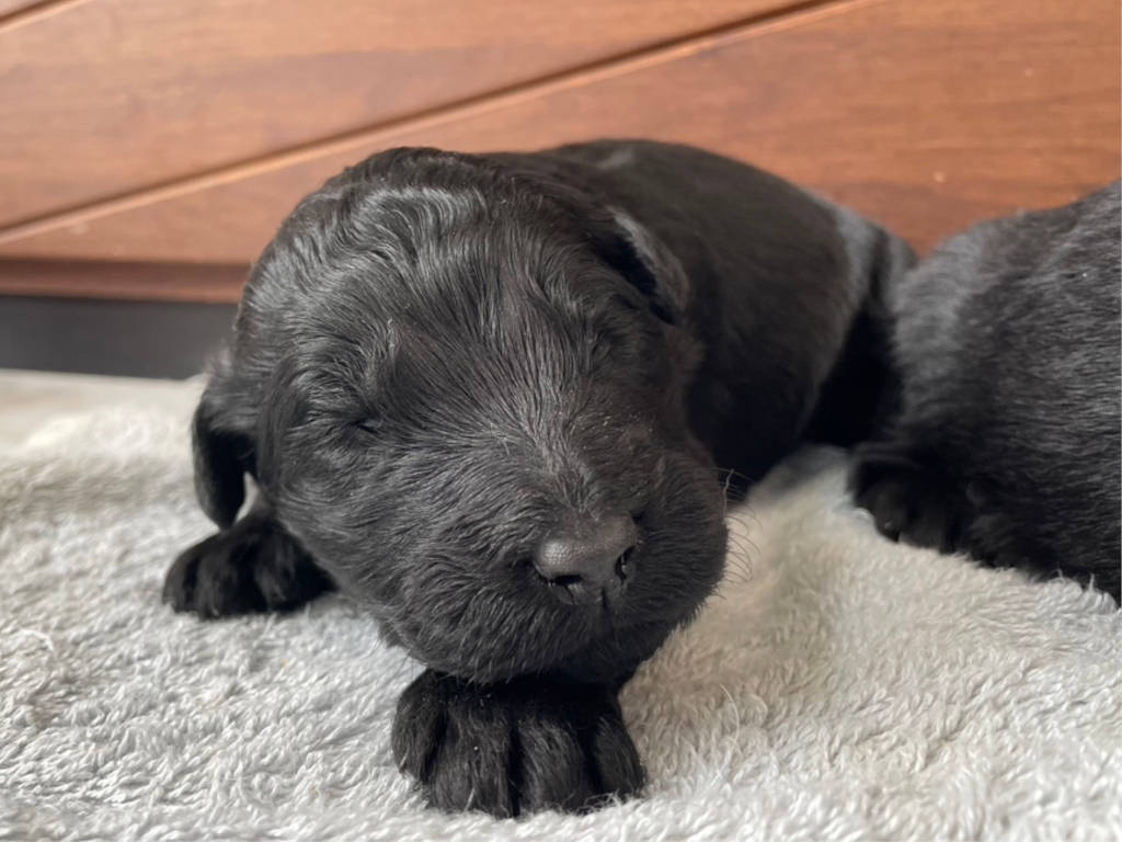 サモプー（サモエド×スタンダードプードル）子犬販売情報、女の子、ブラック、2023年１１月１８日産まれ、1番ちゃん、お顔