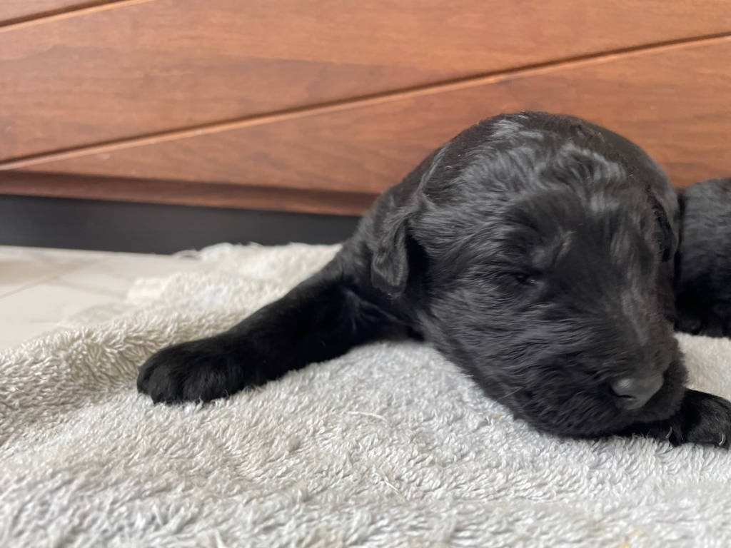 サモプー（サモエド×スタンダードプードル）子犬販売情報、女の子、ブラック、2023年１１月１８日産まれ、1番ちゃん