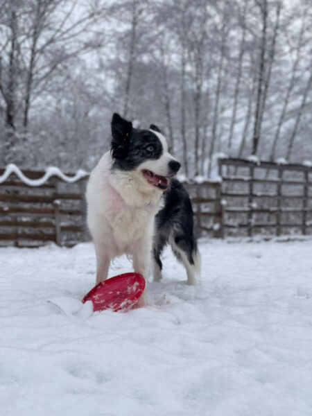 ボーダーコリーのミクちゃん、雪の中でディスクドック遊び