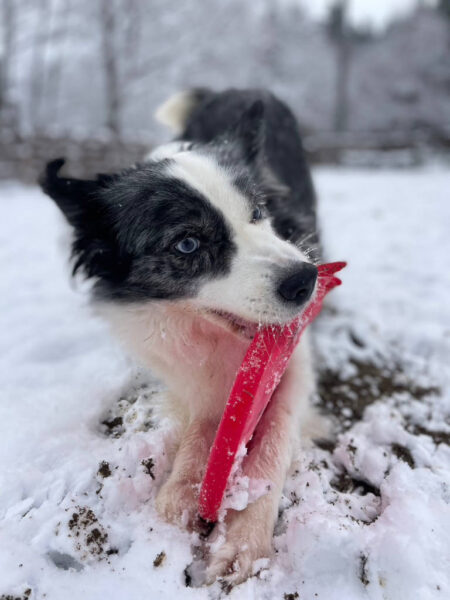 ボーダーコリーのミクちゃん、雪の中でディスクドック遊び、正面