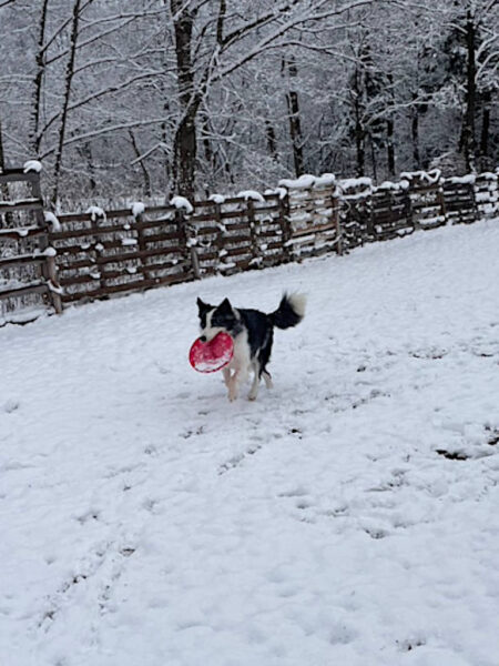 ボーダーコリーのミクちゃん、雪の中でディスクドック遊び