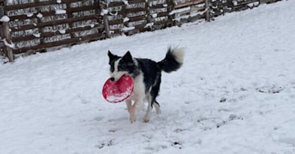 ボーダーコリーのミクちゃん、雪の中でディスクドック遊び、サムネイル