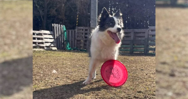 ボーダーコリーのミクちゃん、フリスビーが大好きです。