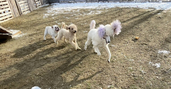 ブルドッグ＆スタンダードプードル（スタンプー）＆ミディアムプードルがドッグランで遊びました。2023年12月1日、サムネイル