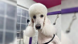 スタンダードプードルのロイくんをトリミングしました。