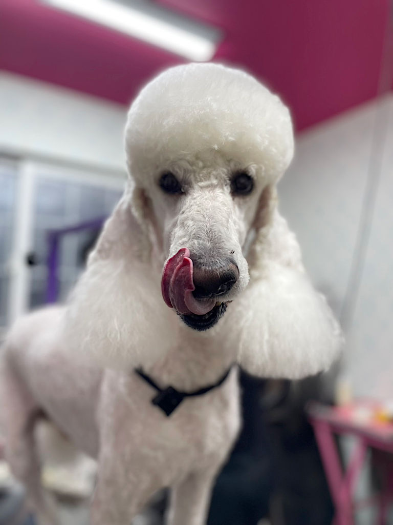 スタンダードプードル（スタンプー）のロイくんトリミングしました。お顔その3