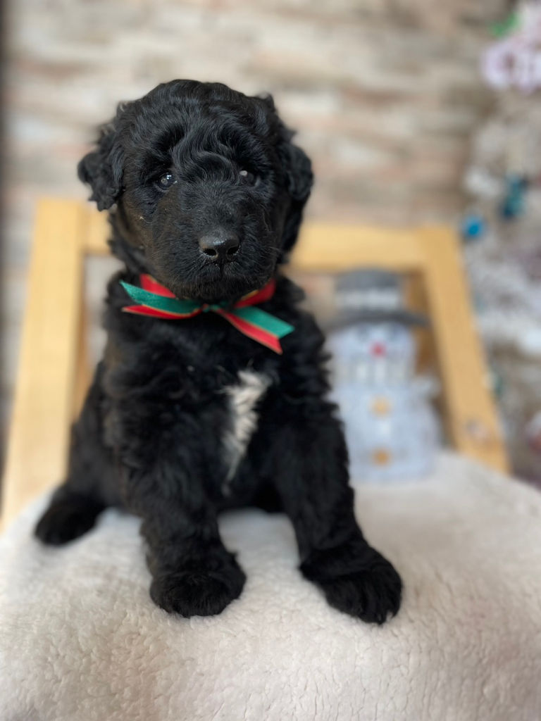 サモプー（サモエド×スタンダードプードル）子犬販売情報、女の子、ブラック、2023年11月18日産まれ、1番ちゃん、正面、おすわり4