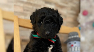 サモプー子犬販売情報、1番ちゃん