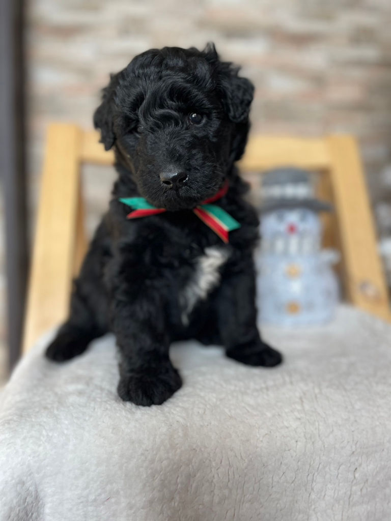 サモプー（サモエド×スタンダードプードル）子犬販売情報、女の子、ブラック、2023年11月18日産まれ、1番ちゃん、正面、おすわり2