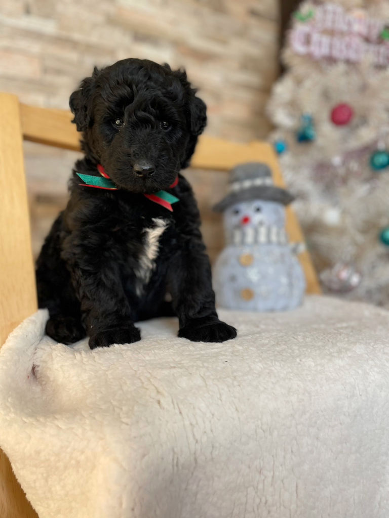 サモプー（サモエド×スタンダードプードル）子犬販売情報、女の子、ブラック、2023年11月18日産まれ、1番ちゃん、正面、おすわり3