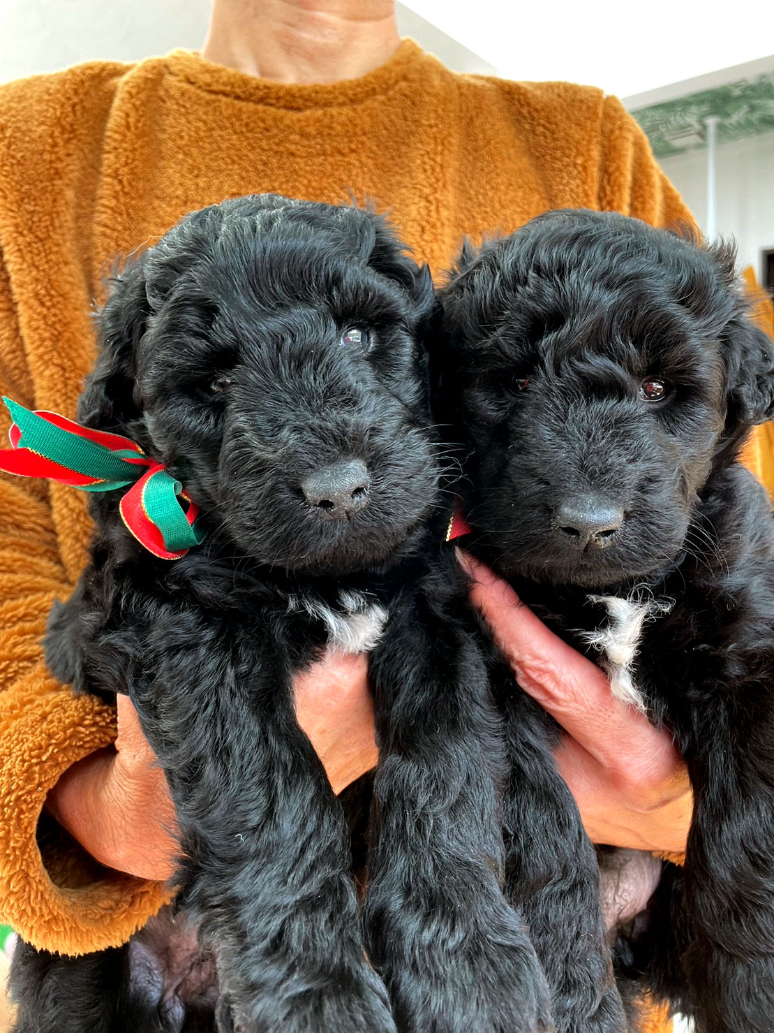 サモプー（サモエド×スタンダードプードル）子犬販売情報、2023年11月18日産まれ、姉妹全員集合1