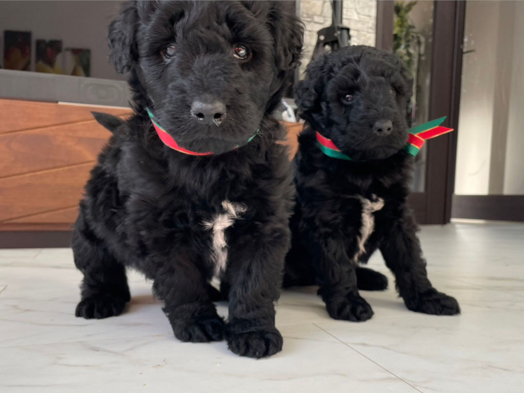 サモプー（サモエド×スタンダードプードル）子犬販売情報、2023年11月18日産まれ、姉妹全員集合3