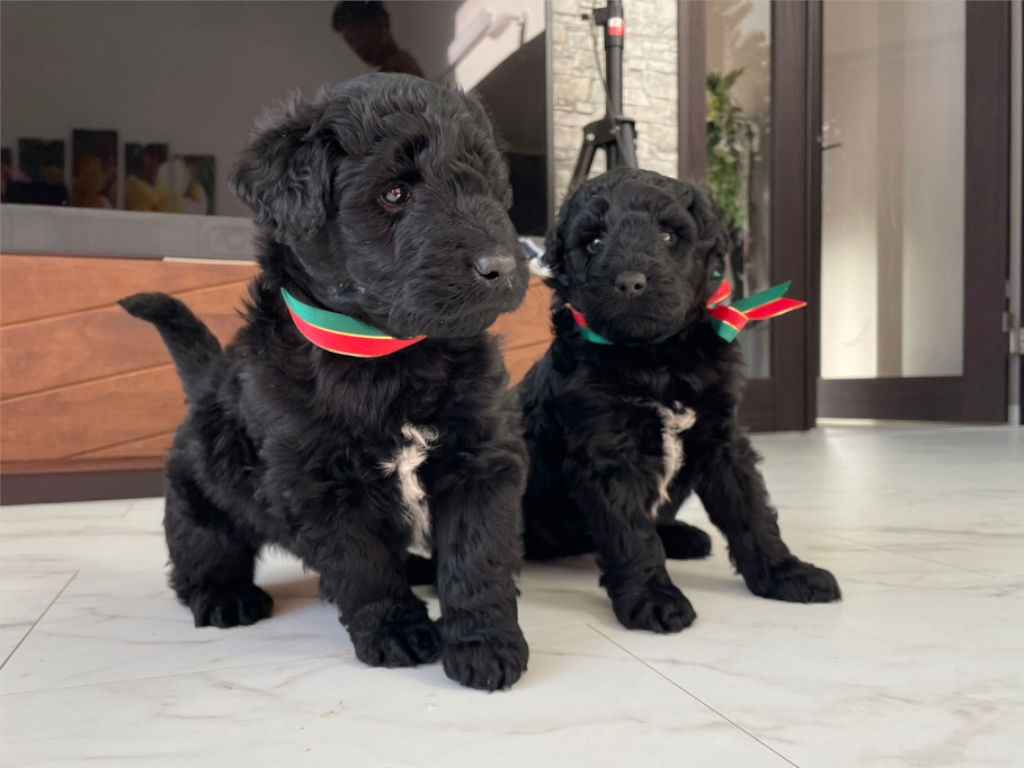 サモプー（サモエド×スタンダードプードル）子犬販売情報、2023年11月18日産まれ、姉妹全員集合2