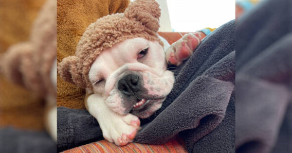 パパの膝の上で気持ちよさそうに眠るイングリッシュブルドッグのピーチちゃん