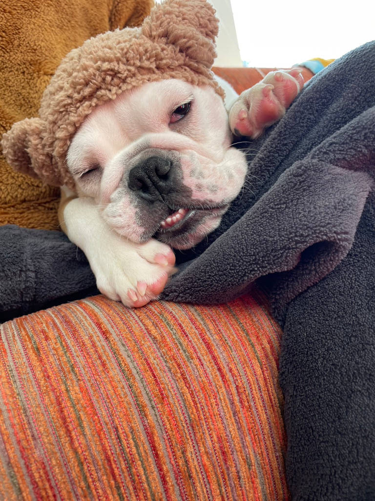 パパの膝の上で気持ちよさそうに眠るイングリッシュブルドッグのピーチちゃん