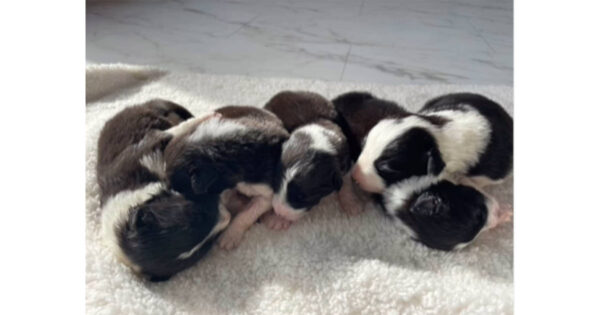 ボーダーコリー、ブラック＆ホワイト、2024年02月11日生まれの子犬達