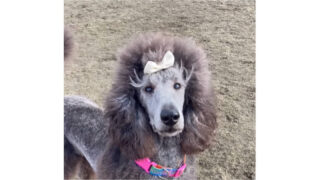 スタンダードプードルのメロディーちゃんトリミングしました。