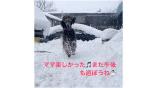 犬達は雪に大喜びです♪